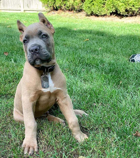 Cane Corso Puppy