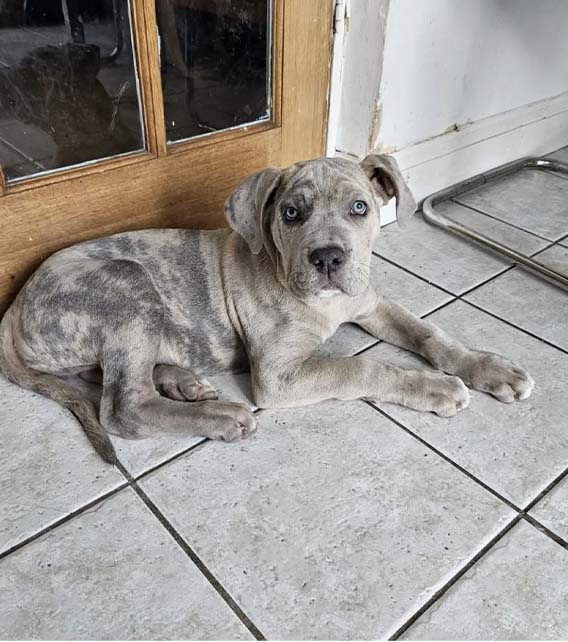 Cane Corso Puppy