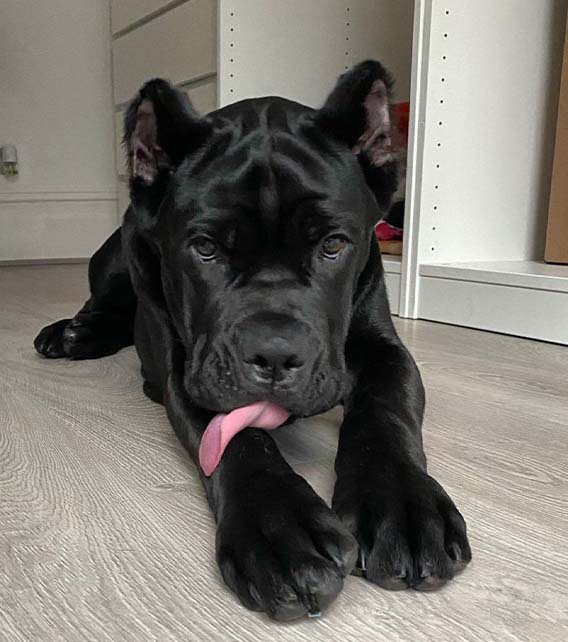 Cane Corso Puppy