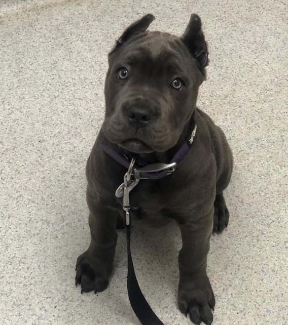 Cane Corso Puppy