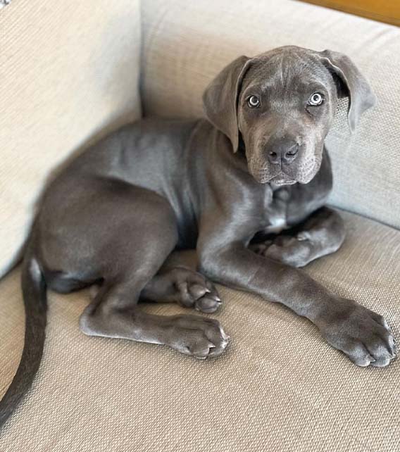 Cane Corso Puppy