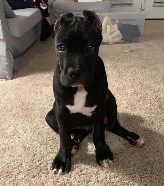 Cane Corso Puppy