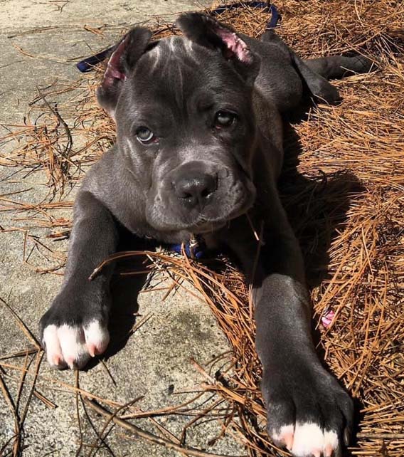 Cane Corso Puppy