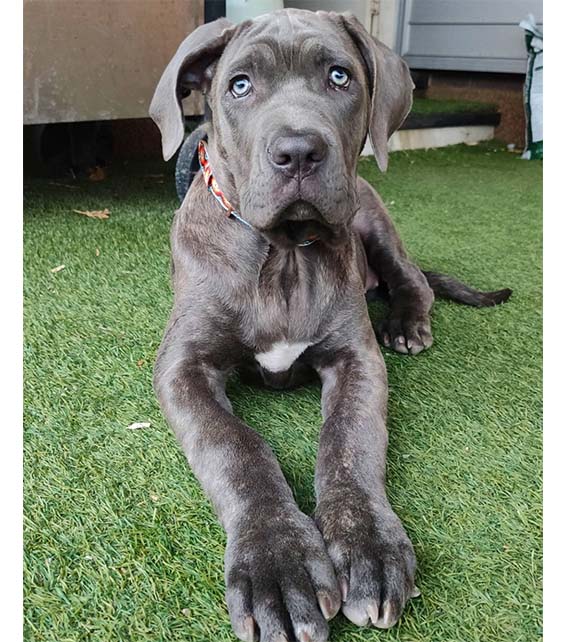 Cane Corso Puppy