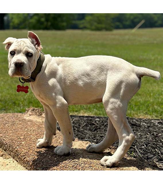 Cane Corso Puppy