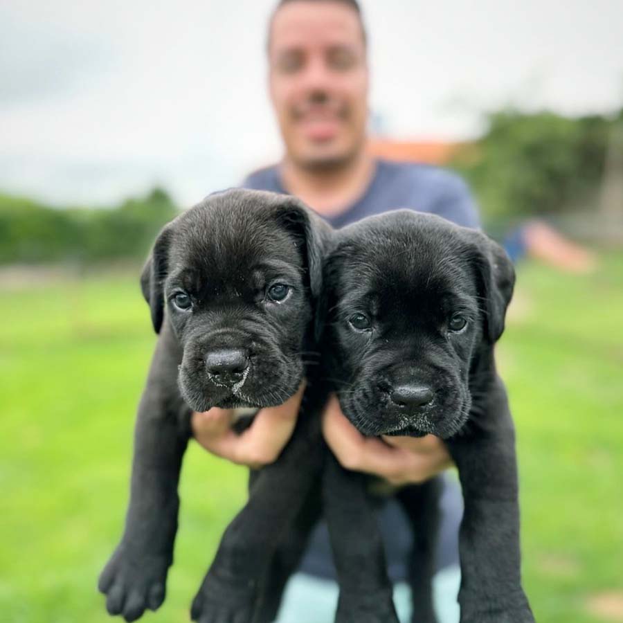 Cane Corso Puppy