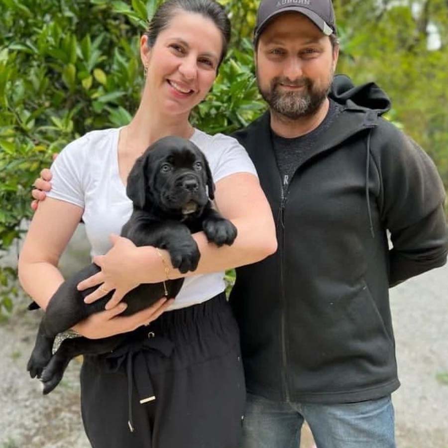 Cane Corso  Puppy